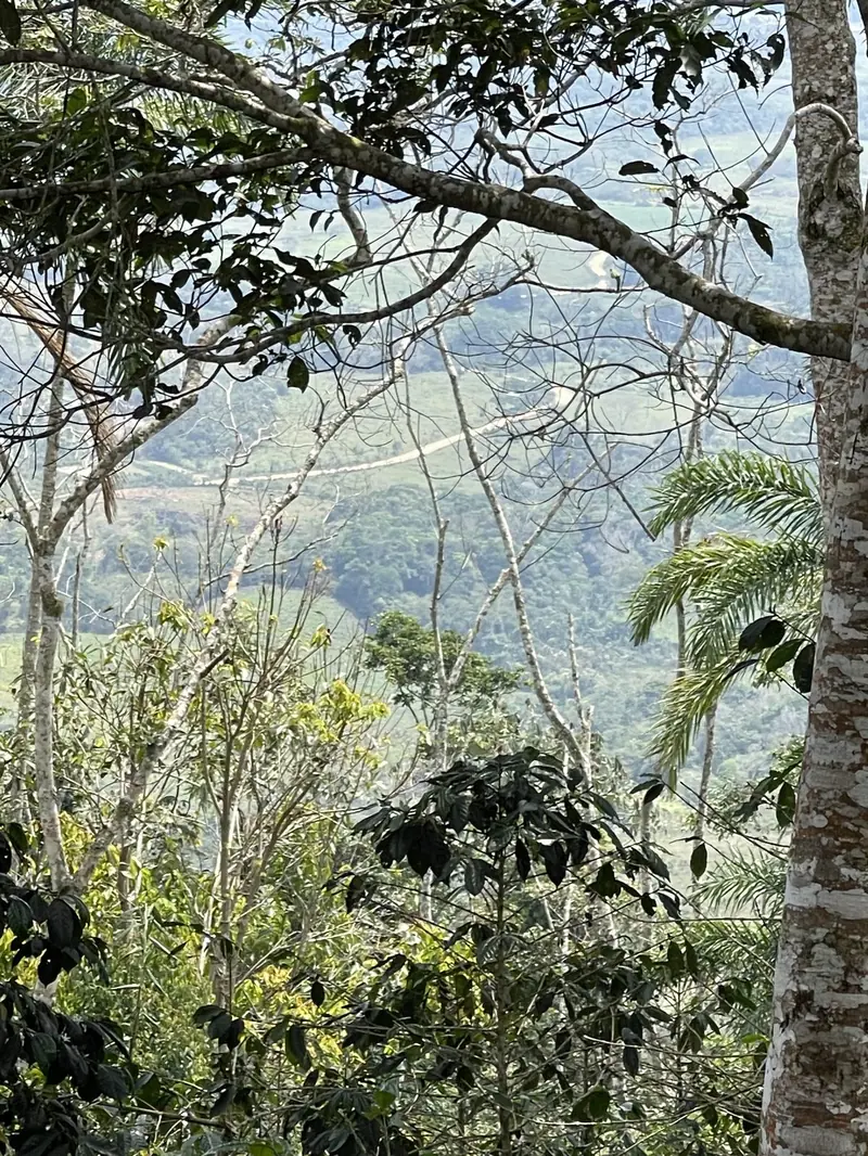 Vista del valle entre árboles de la selva alta