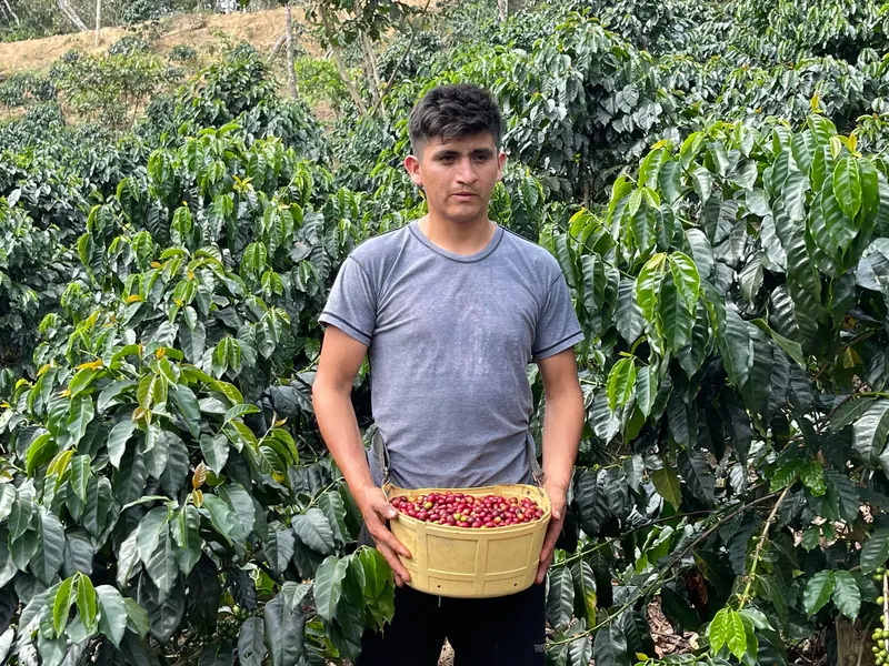 Cosechador con una canasta de cerezas rojas