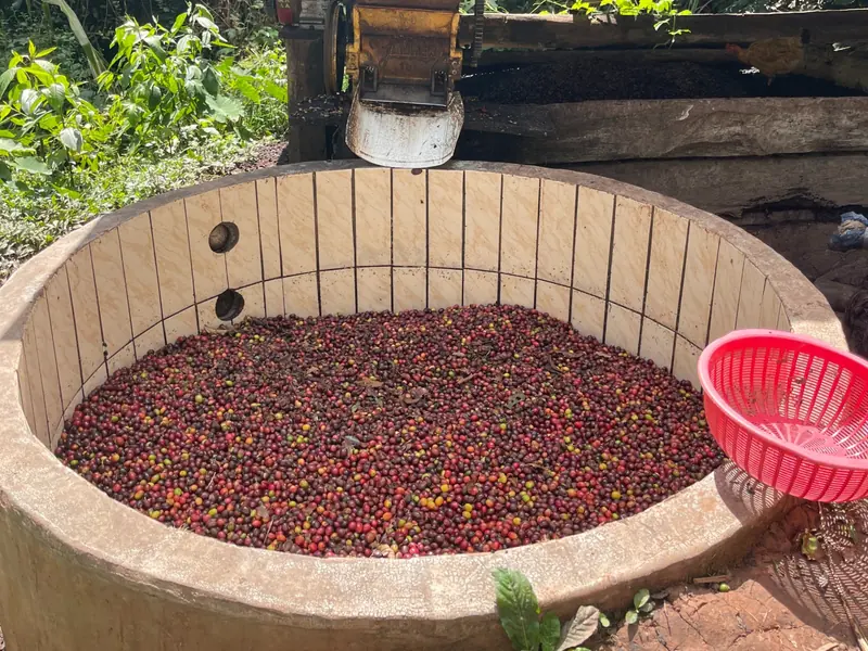 Tanque con cerezas de café junto a la despulpadora